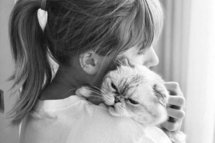taylor swift il gatto di taylor swift vale 97 milioni di dollari
